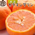 厳選 カラマンダリン10kg+250g(傷み補償分)【南津海・なつみ】【希少な春柑橘】