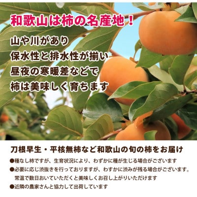 家庭用 たねなし柿1kg【訳あり】【刀根早生・平核無柿(ひらたねなしかき)】