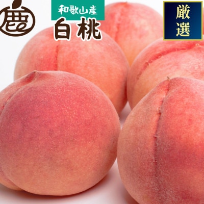 和歌山の厳選白桃 約1.5kg【白鳳・清水白桃・川中島】【化粧箱入り】