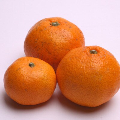 【2026年11月～順次発送】家庭用 完熟有田みかん2.5kg+250g(傷み補償分)