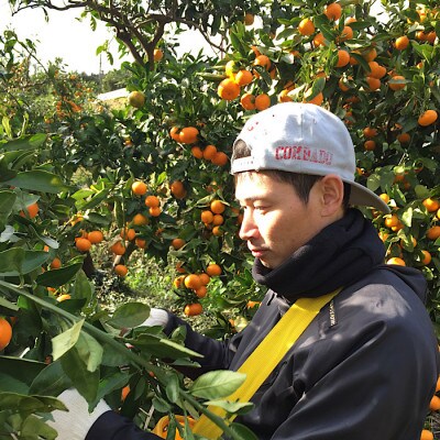 【まごころ手選別】和歌山産 有田みかん 10kg  家庭用(2S～2Lサイズ混合)