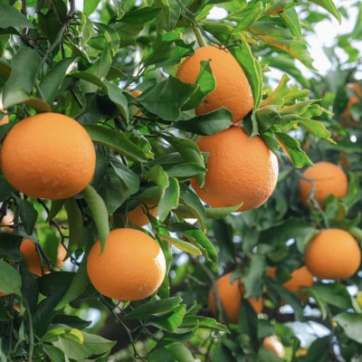 【まごころ手選別】有田のはっさく・10kg大玉(2L～4L)