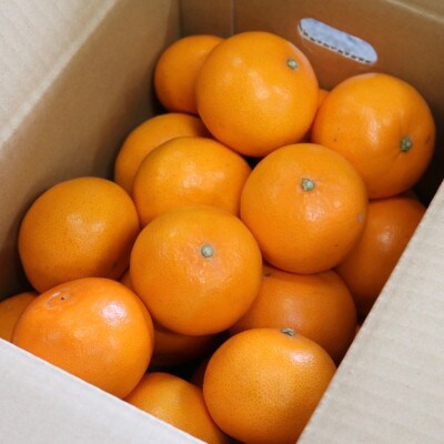 【まごころ手選別】和歌山産　せとか　約3kg　秀品