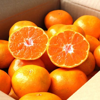 先行受付2026年11月より順次発送【まごころ手選別】有田みかん3kg(2S～Lサイズ混合)