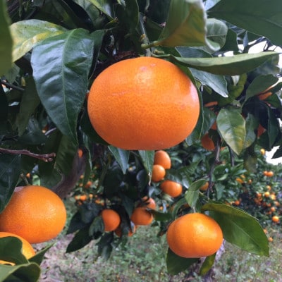 先行受付2026年11月より順次発送【まごころ手選別】有田みかん約4kg(2S～Lサイズ混合)