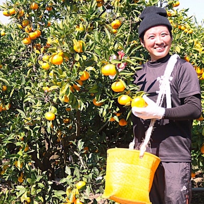 先行受付2026年11月より順次発送【まごころ手選別】有田みかん約4kg(2S～Lサイズ混合)