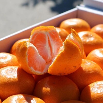 先行受付2026年11月より順次発送【まごころ手選別】有田みかん5kg(2S～Lサイズ混合)