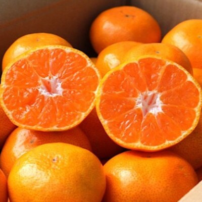 先行受付2026年11月より順次発送【まごころ手選別】有田みかん5kg(2S～Lサイズ混合)