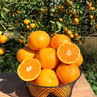 先行受付2026年11月より順次発送【まごころ手選別】有田みかん2kg(2S～Lサイズ混合)