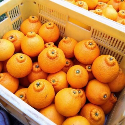 【まごころ手選別】和歌山産　不知火　6玉×2箱　L～2L混合【2027年2月より順次発送】