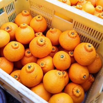 【まごころ手選別】和歌山産　不知火 6玉×3箱　L～2Lサイズ【2027年2月より順次発送】