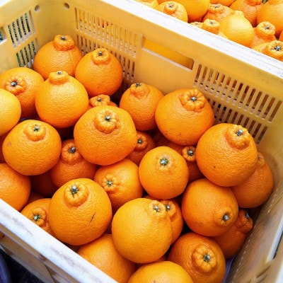 【まごころ手選別】和歌山産　不知火　6玉×4箱　L～2Lサイズ【2027年2月より順次発送】