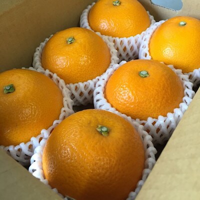 【2027年1月より順次発送】和歌山産　八朔　6玉×3箱　L～2Lサイズ【まごころ手選別】