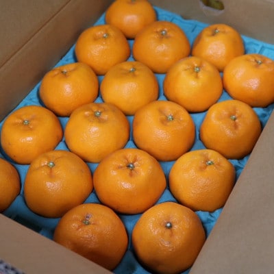【まごころ手選別】和歌山産　はるみ　約5kg　12玉～18玉(3L～Lサイズ)【2027年発送】