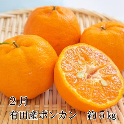 【発送月固定定期便】和歌山の春柑橘定期便全3回