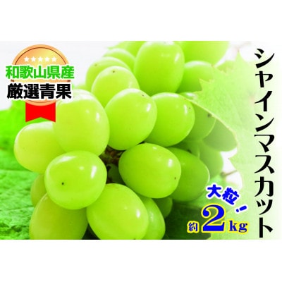 【大人気】シャインマスカット約2kg(4～5房)★8月上旬から8月下旬順次発送★
