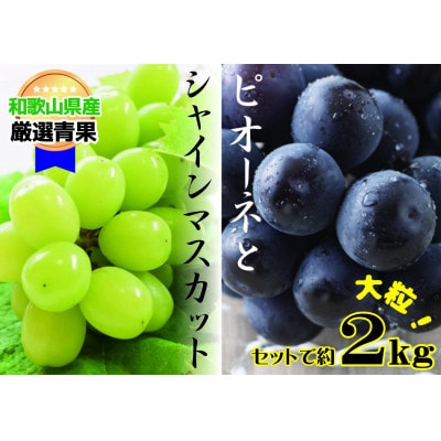 【大人気ぶどうセット約2kg入】シャイン&ピオーネ★8月上旬から8月下旬順次発送★