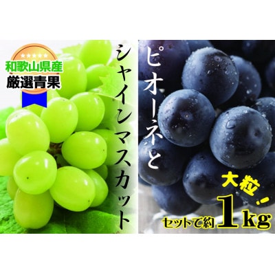 【大人気ぶどうセット約1kg入】シャイン&ピオーネ★8月上旬から8月下旬順次発送★