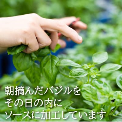 濃厚・無添加　バジルソース(ジェノベーゼソース)　瓶　100g×7本