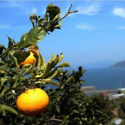 farm&lab ノンオイル 八朔ドレッシング 11本セット