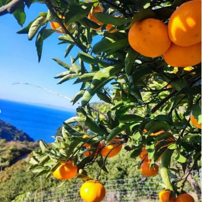 無添加みかんジュース『ゆら絞り　みかん』 1L×18本