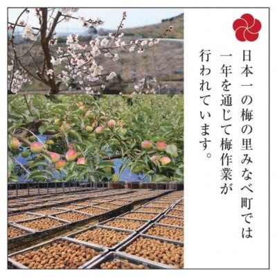 梅の里からの正月飾り「門梅」【R】