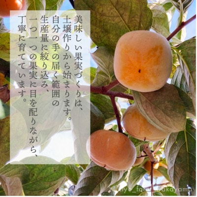 先行受付　柿(種無し)　赤秀品大玉　6個入　約1.8kg