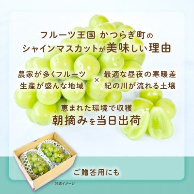 ぶどう先行予約!　シャインマスカット秀品　2房(約1.2kg)こだわり農家厳選!