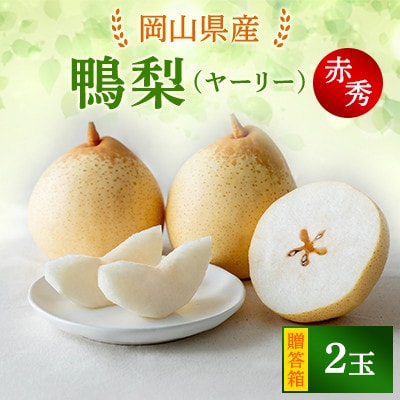 【2025年発送】ヤーリー 2玉 贈答箱(YR-10)