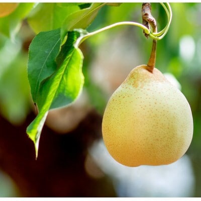 【2025年発送】ヤーリー 3kg 贈答箱 5～10玉(YR-30)