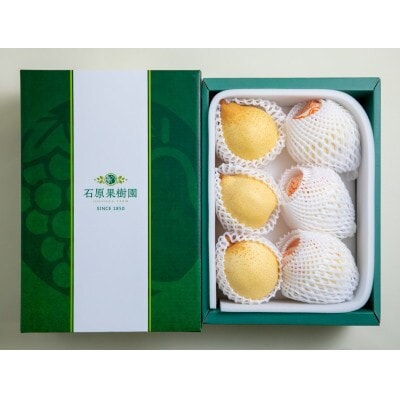 【2025年発送】ヤーリー 4kg 贈答箱 6～10玉(YR-40)