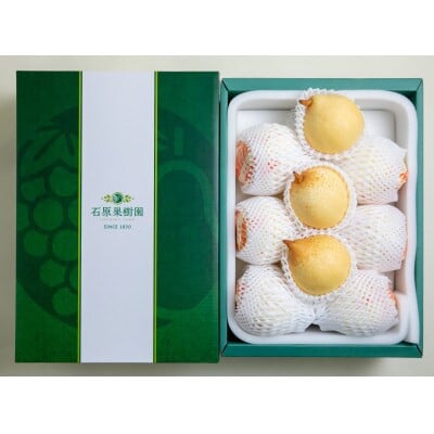 【2025年発送】ヤーリー4.5kg 贈答箱 6～12玉(YR-45)