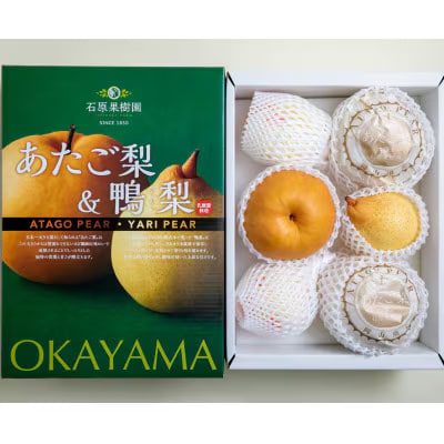 【2025年発送】詰め合わせ 4kg 化粧箱 あたご2～3玉・鴨梨3～6玉(AYK-40)