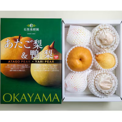 【2025年発送】詰め合わせ 4kg 贈答箱 あたご2～3玉・鴨梨3～6玉(AY-40)