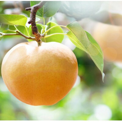 【2025年発送】備前横綱梨 2玉箱 (1～1.4kg玉)(BY2-10)