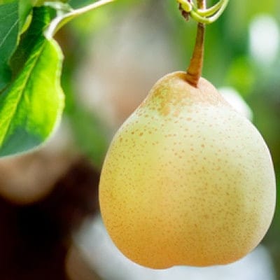 【2025年発送】備前乙女梨 3kg箱 5～6玉入り(BO-30)