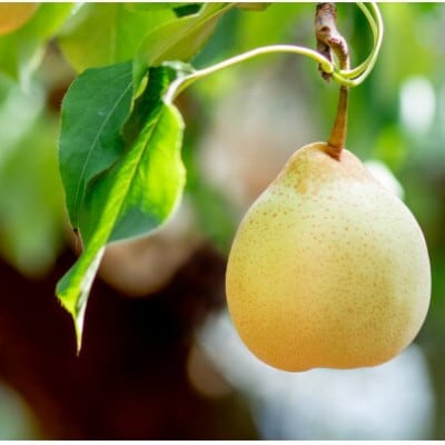 【2025年発送】家庭用 ヤーリー 4kg箱 6～13玉(YR-K)