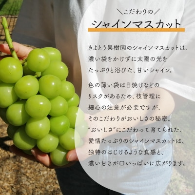 【お試し便】シャインマスカット 1房入 500g以上　(岡山県産) きよとう果樹園のこだわりシャイン