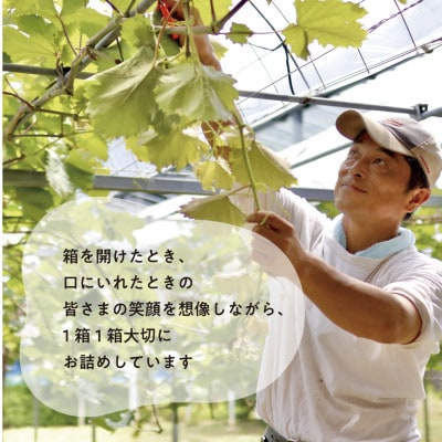 【お試し便】シャインマスカット 1房入 500g以上　(岡山県産) きよとう果樹園のこだわりシャイン