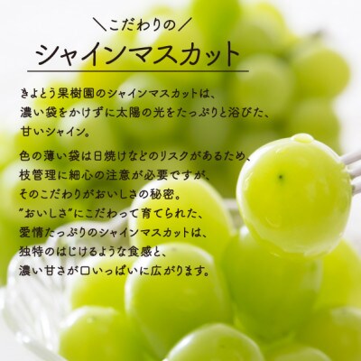 【数量限定】シャインマスカット 大サイズ 2房入/計1.3kg～(岡山県産) 贈答にもおすすめ!