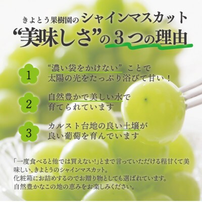 シャインマスカット 上級品 大3-5房/計2.4kg～(岡山県産) 食べ応え満点のシャインをお届け!