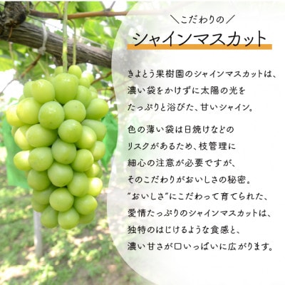 【きよとうファーム】【数量限定】大粒シャインマスカット厳選品1房 /700g以上(岡山県産)