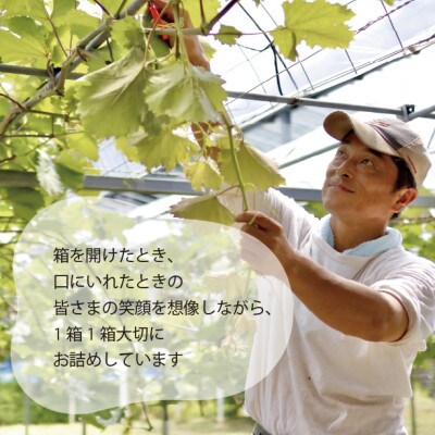 【きよとうファーム】【数量限定】大粒シャインマスカット厳選品1房 /700g以上(岡山県産)