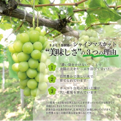 【訳あり】シャインマスカット ご家庭用/約2.2kg (岡山県産) 食べ応え満足便!