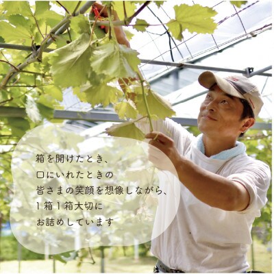 【訳あり】シャインマスカット ご家庭用/約2.2kg (岡山県産) 食べ応え満足便!