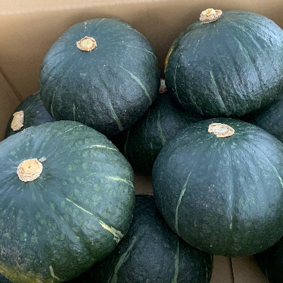 【訳あり】北海道厚真町産 カボチャ「ダークホース」小サイズ約10kg【S-036】