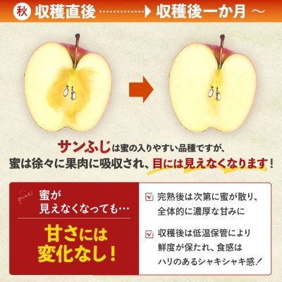 りんご「サンふじ」12～20玉(約5kg)【2025年産・先行予約】12月上旬～1月下旬発送予定