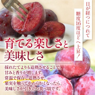 プラム『紅香のしずく』500g×8パック