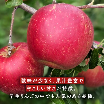 りんご【つがる】約5kg(12～20玉)【2025年産・先行予約】9月上旬～9月下旬頃まで発送予定