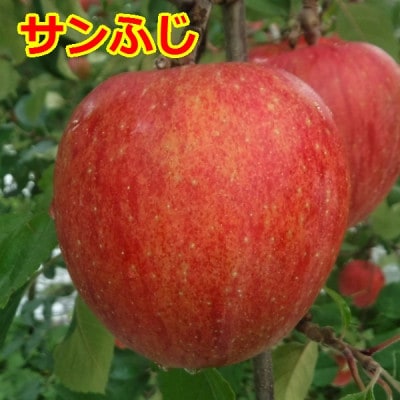 りんご【サンふじ&王林】セット 約5kg(12～20玉)【2025年産・先行予約】12月上～下旬発送